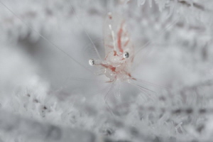 White Crystal by James Deverich 